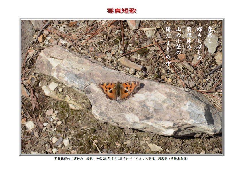 作品番号-１３：春寒し蝶もしばしの羽根休み山の小径の陽だまりの中