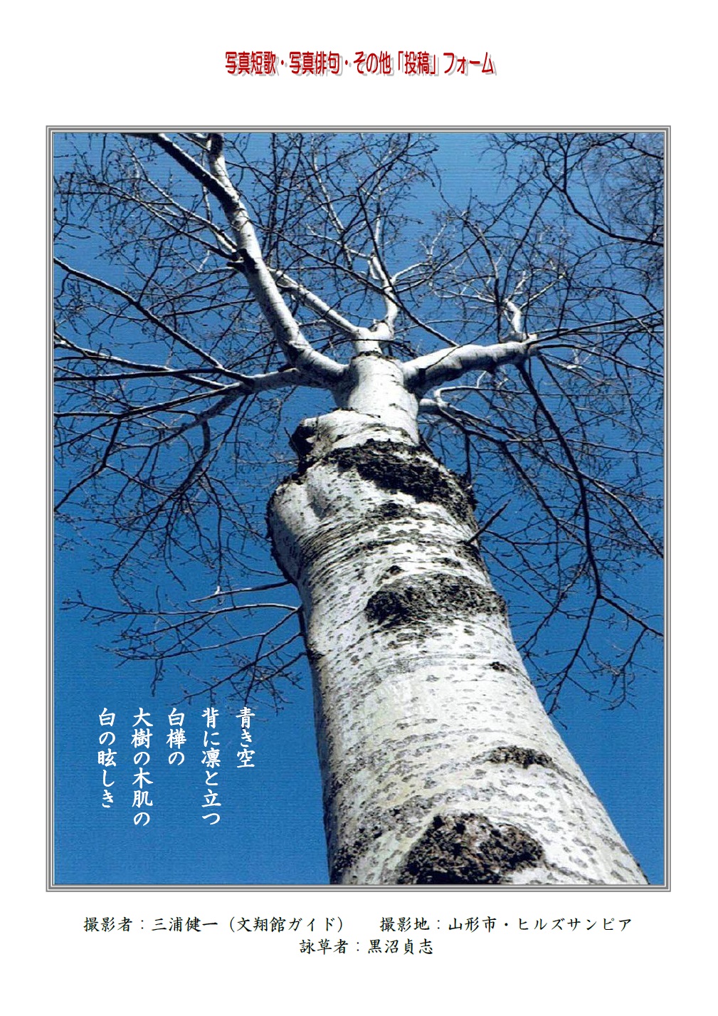 青き空背に凛と立つ白樺の大樹の木肌の白の眩しき