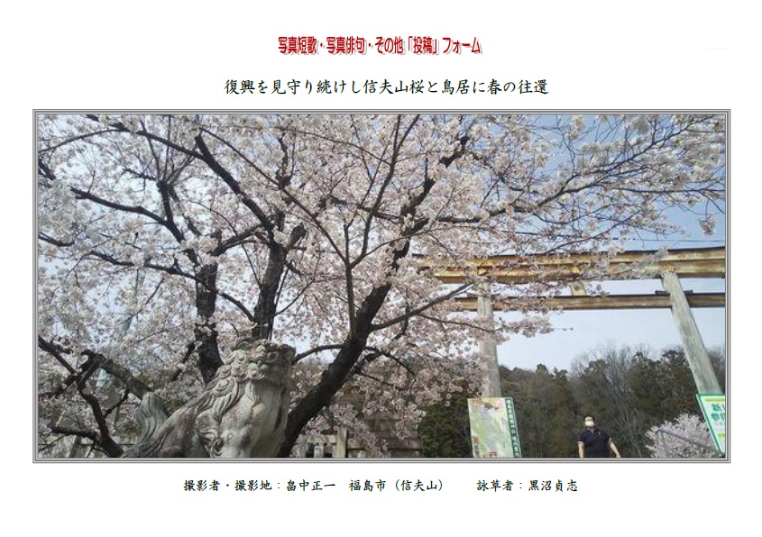 復興を見守り続けし信夫山桜と鳥居に春の往還