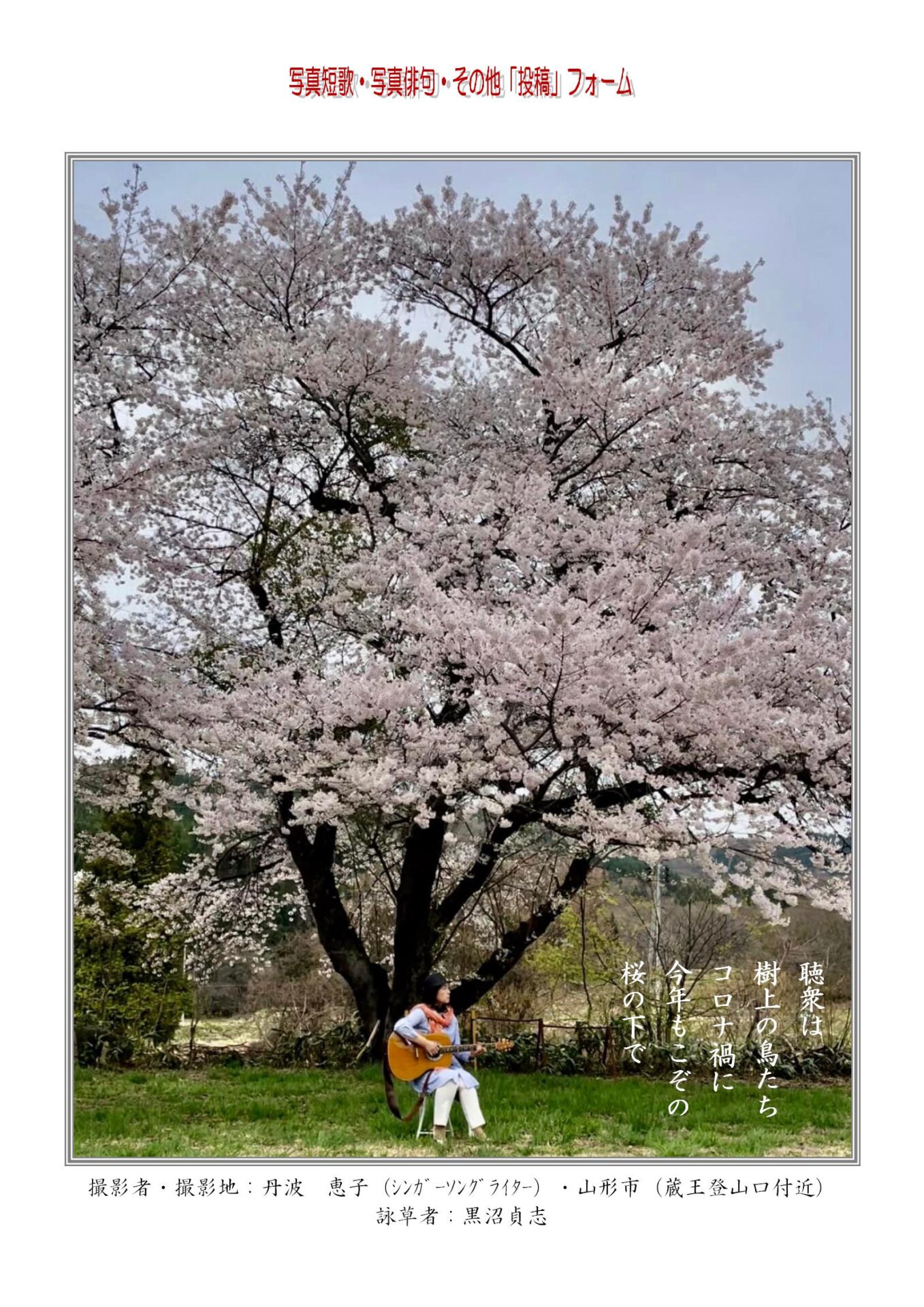 作品番号-３１（共同制作写真短歌）：聴衆は樹上の鳥らコロナ禍の今年もいつもの桜の下で