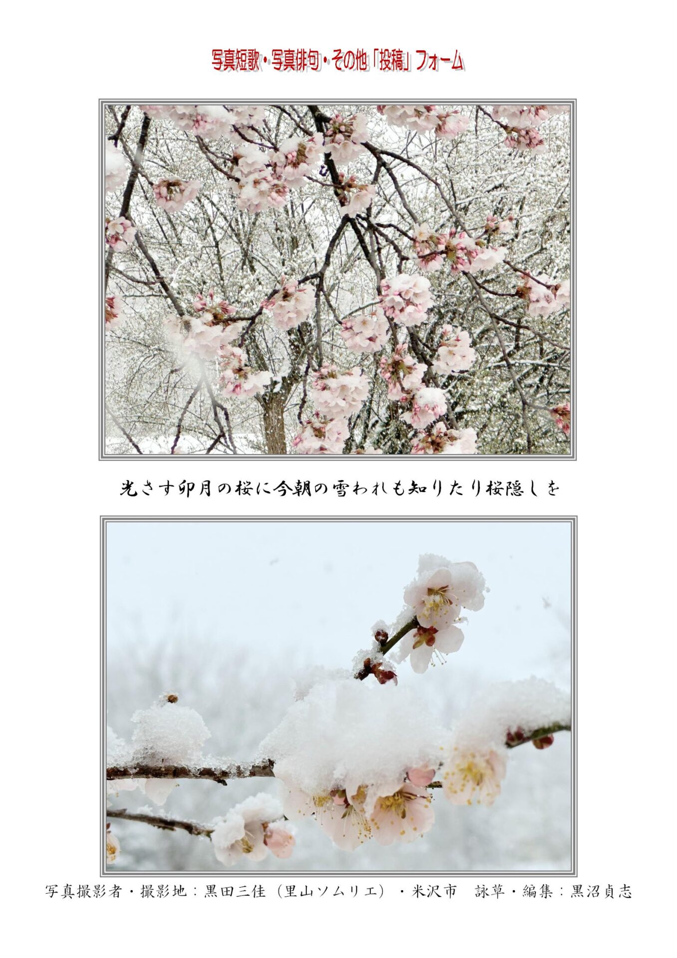 光さす卯月の桜に今朝の雪われも知りたり桜隠しを