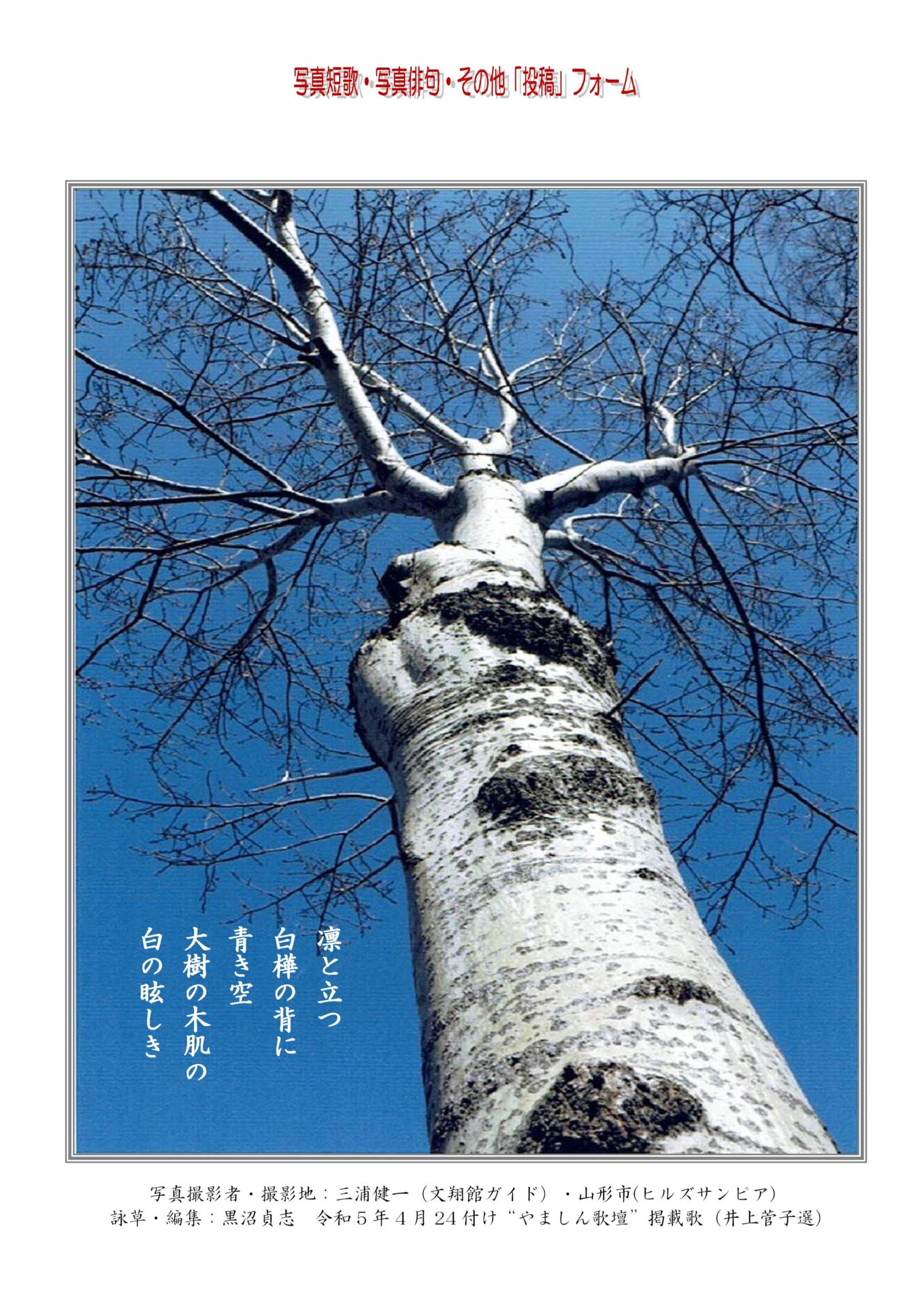 凛と立つ白樺の背に青き空大樹の木肌の白の眩しき