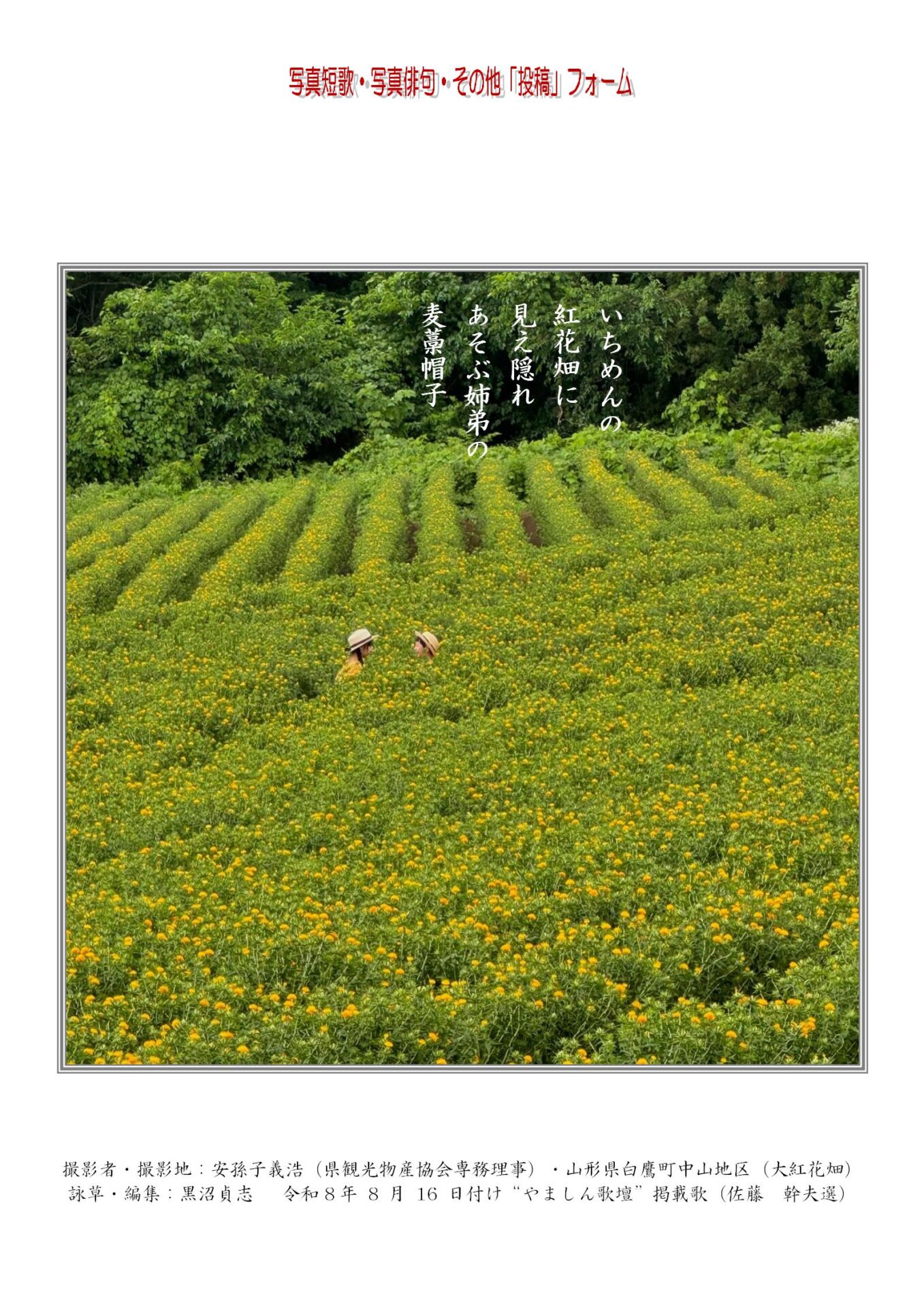 いちめんの紅花畑に見え隠れあそぶ姉弟の麦藁帽子