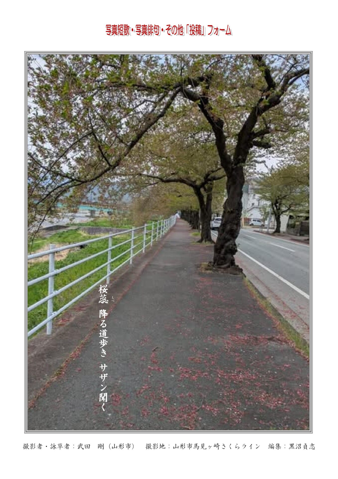 桜蕊(さくらしべ) 　降る道歩き　サザン聞く
