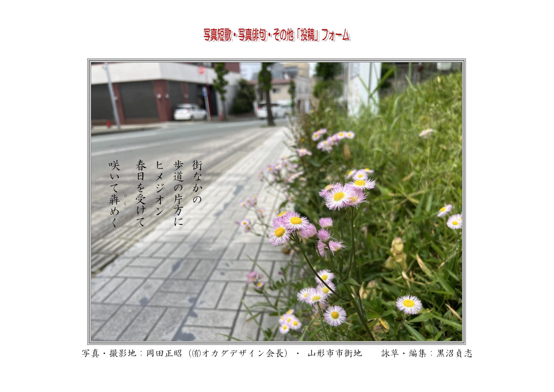 街なかの歩道の片方にヒメジオン春日を受けて咲いて犇（ひし）めく