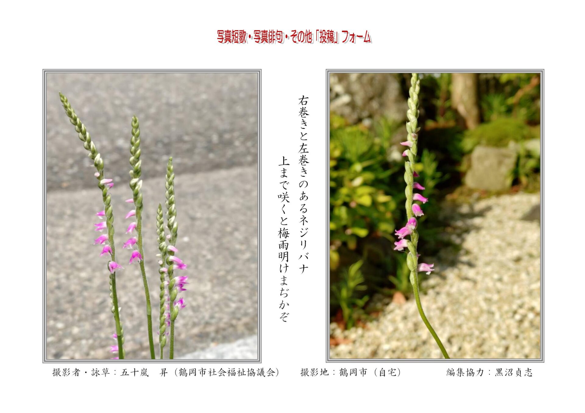 右巻きと左巻きのあるネジリバナ上まで咲くと梅雨明けまぢかぞ