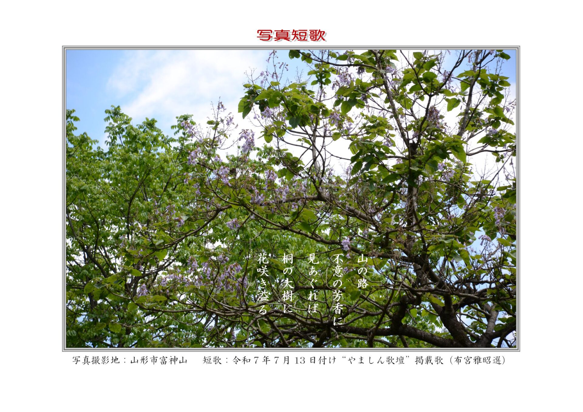 山の路不意の芳香に見あぐれば桐の大樹に花咲き溢る