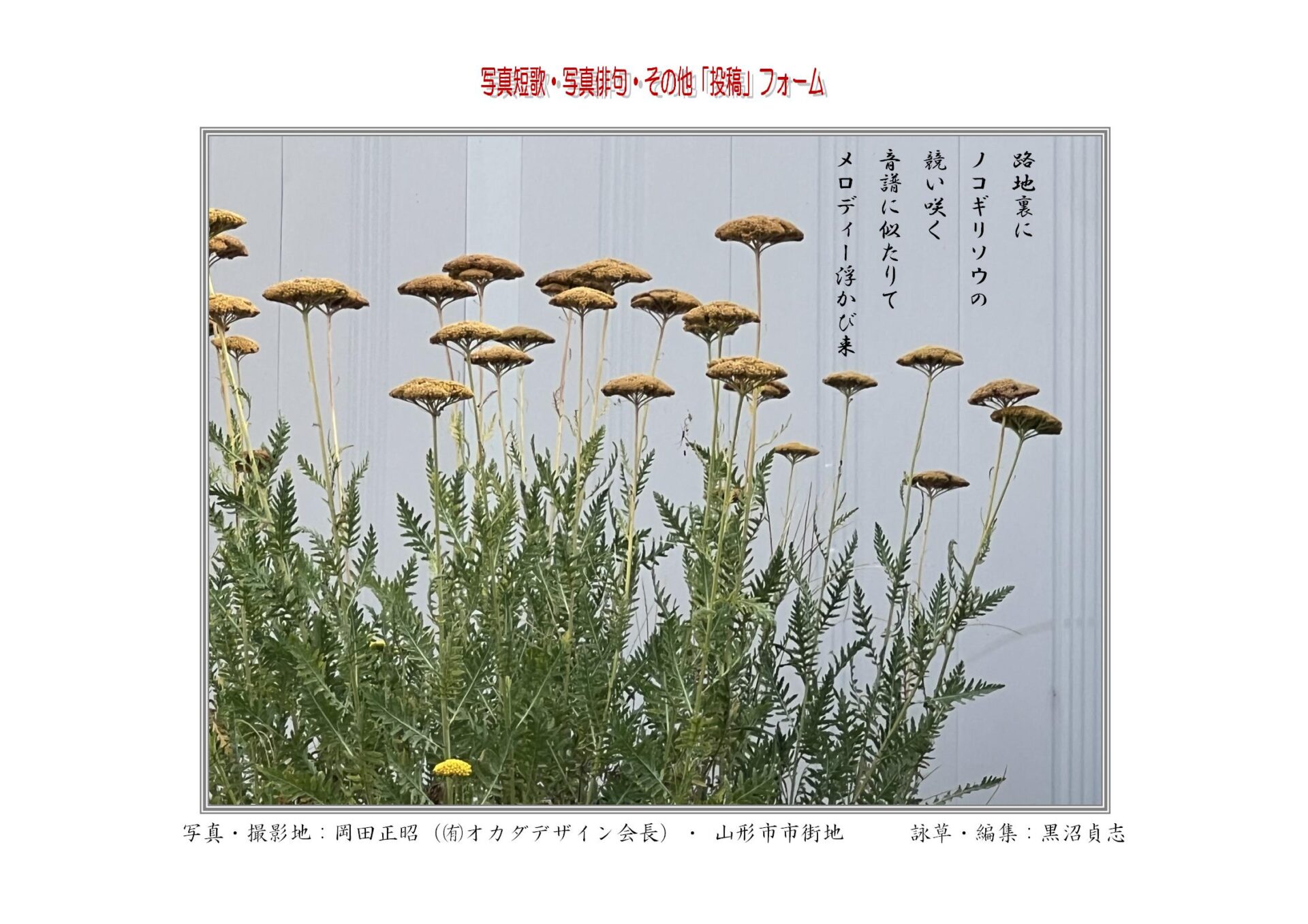 路地裏にノコギリソウの競い咲く音譜に似たりてメロディー浮かび来