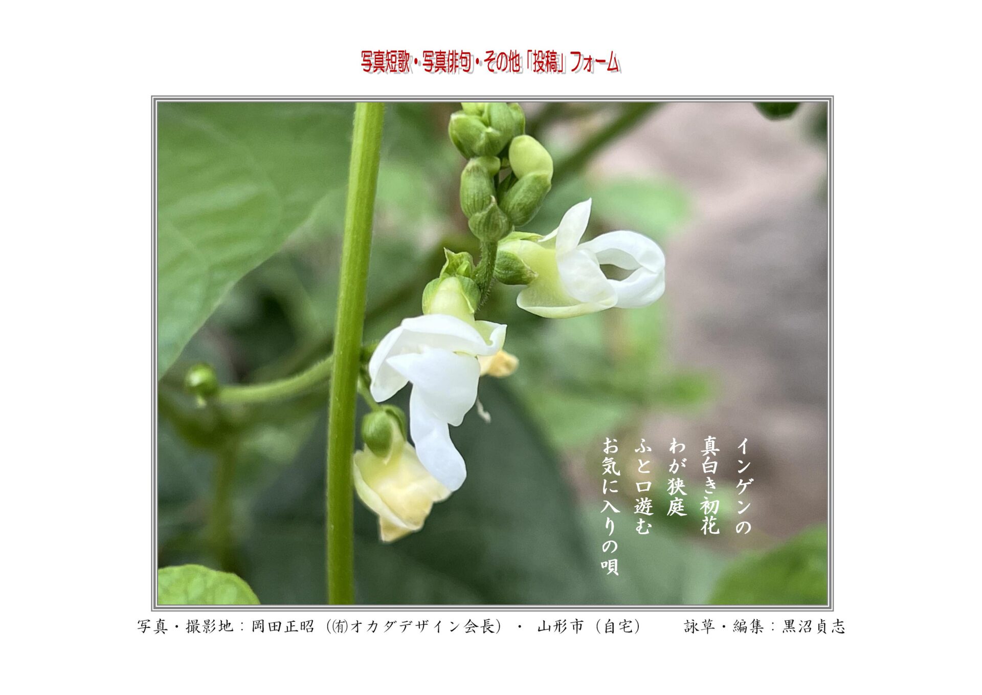 インゲンの真白き初花わが狭庭ふと口遊むお気に入りの唄