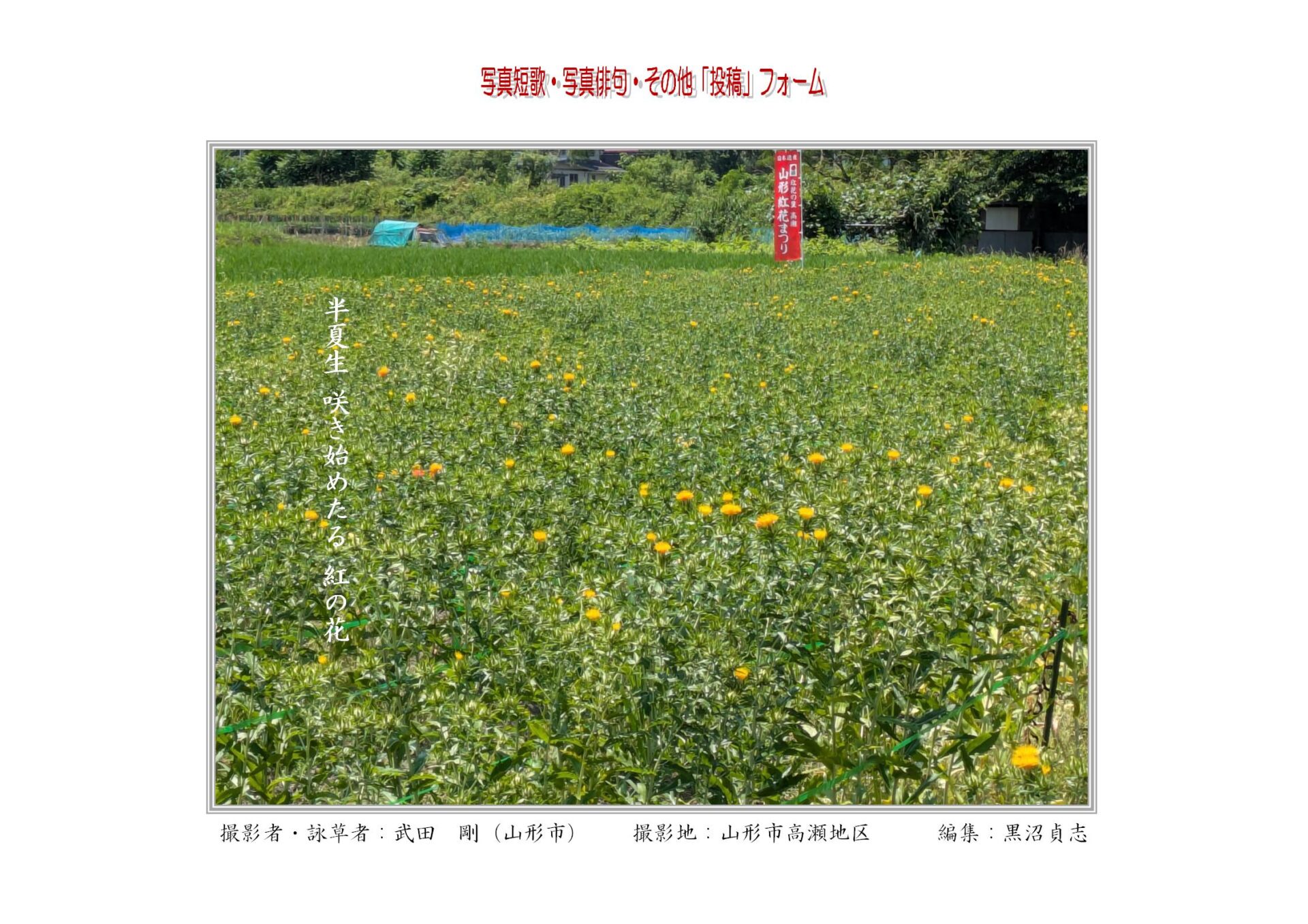 半夏生　咲き始めたる　紅の花