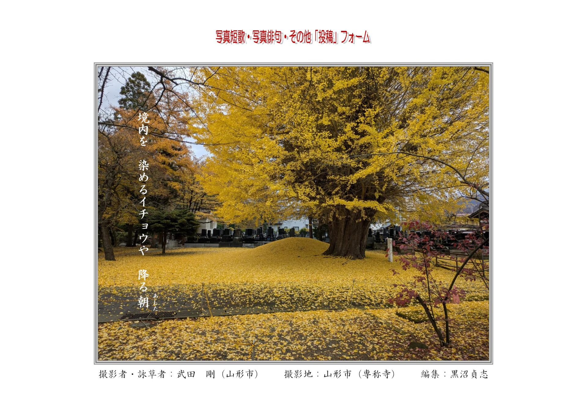 境内を　染めるイチョウや　降る朝（あした）