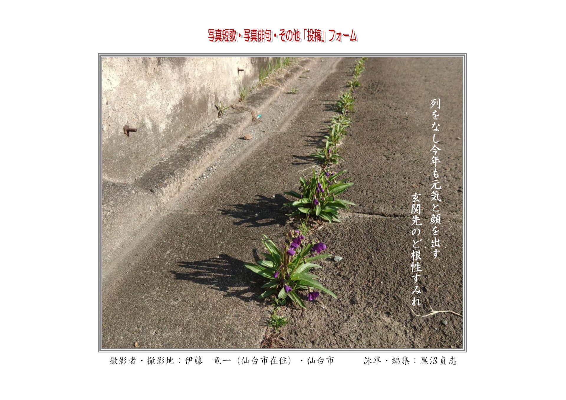 列をなし今年も元気と顔を出す玄関先のど根性すみれ