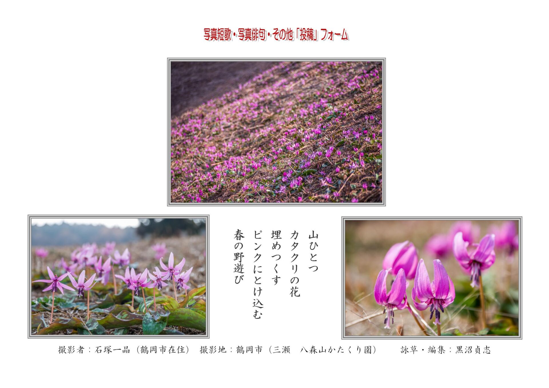 山ひとつカタクリの花埋めつくすピンクにとけ込む春の野遊び