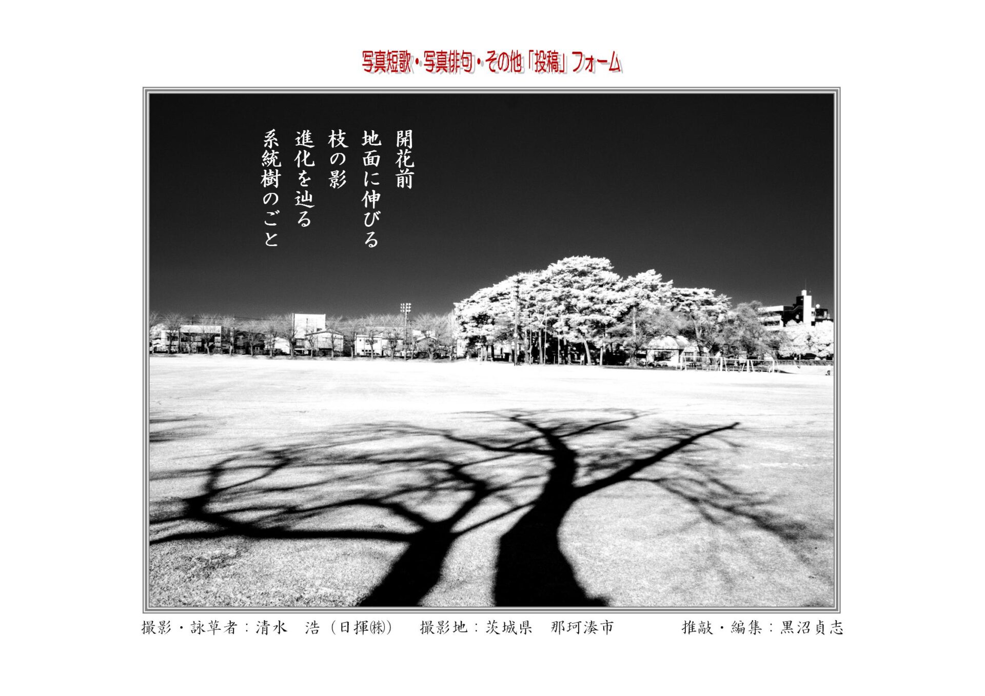 開花前地面に伸びる枝の影進化を辿る系統樹のごと