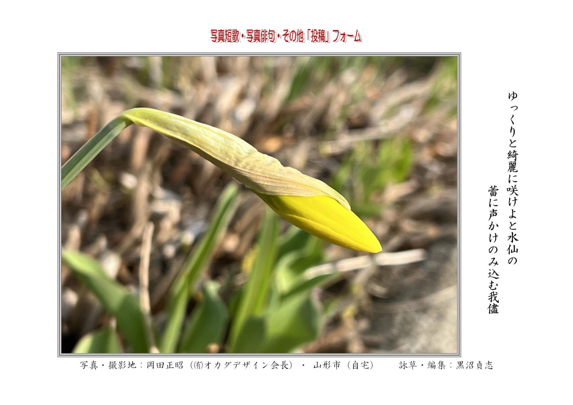 ゆっくりと綺麗に咲けよと水仙の蕾に声かけのみ込む我儘