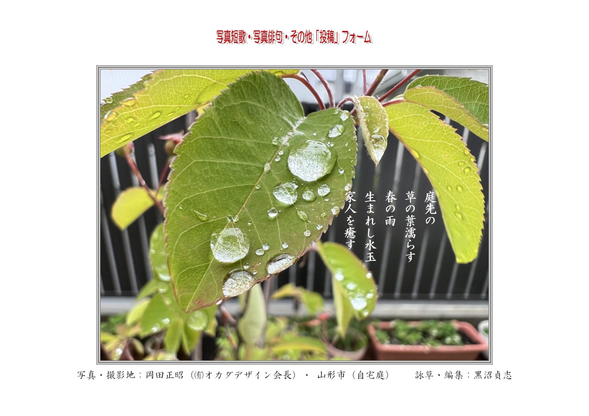 庭先の草の葉濡らす春の雨生まれし水玉家人を癒す