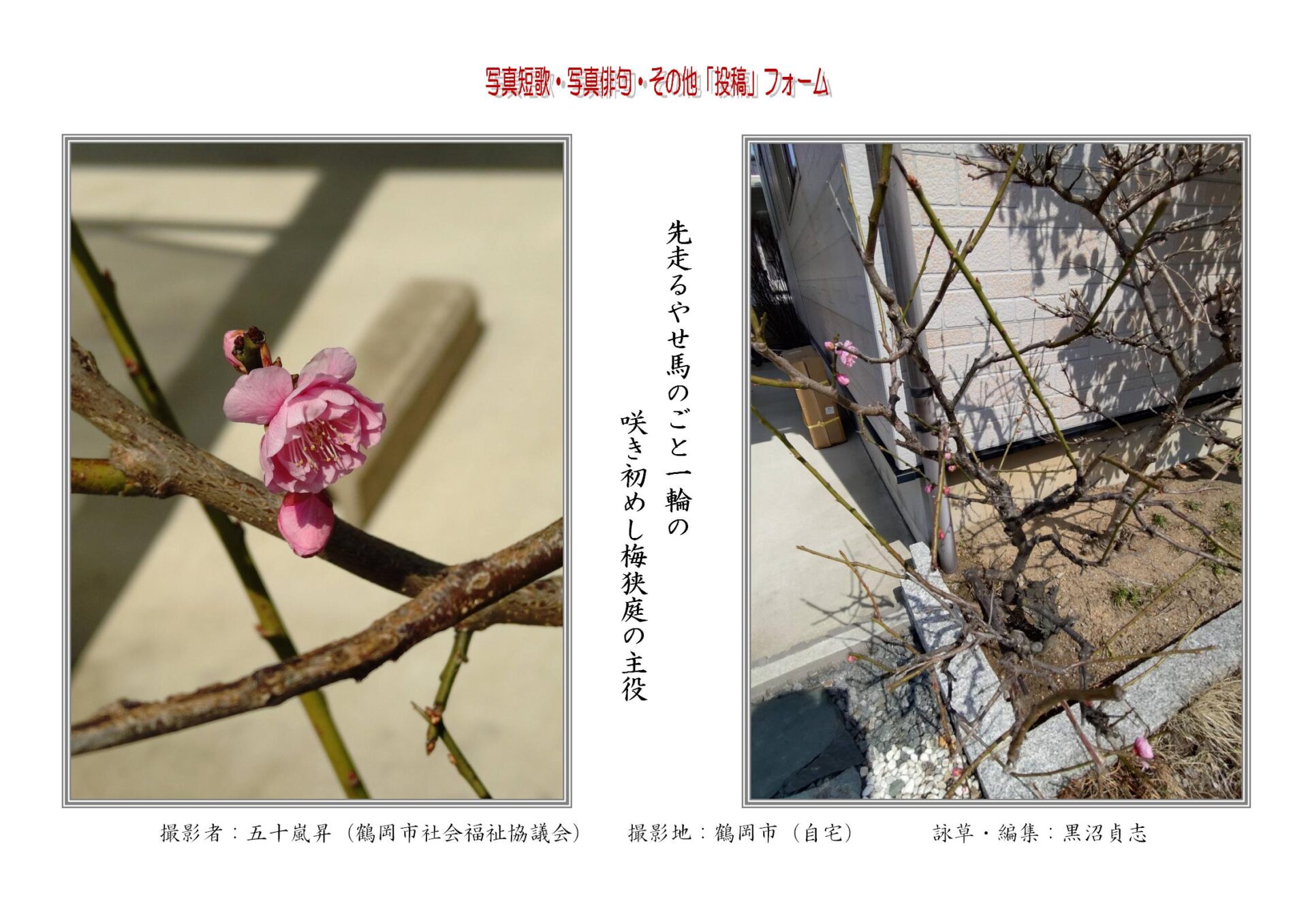 先走るやせ馬のごと一輪の咲き初めし梅狭庭の主役