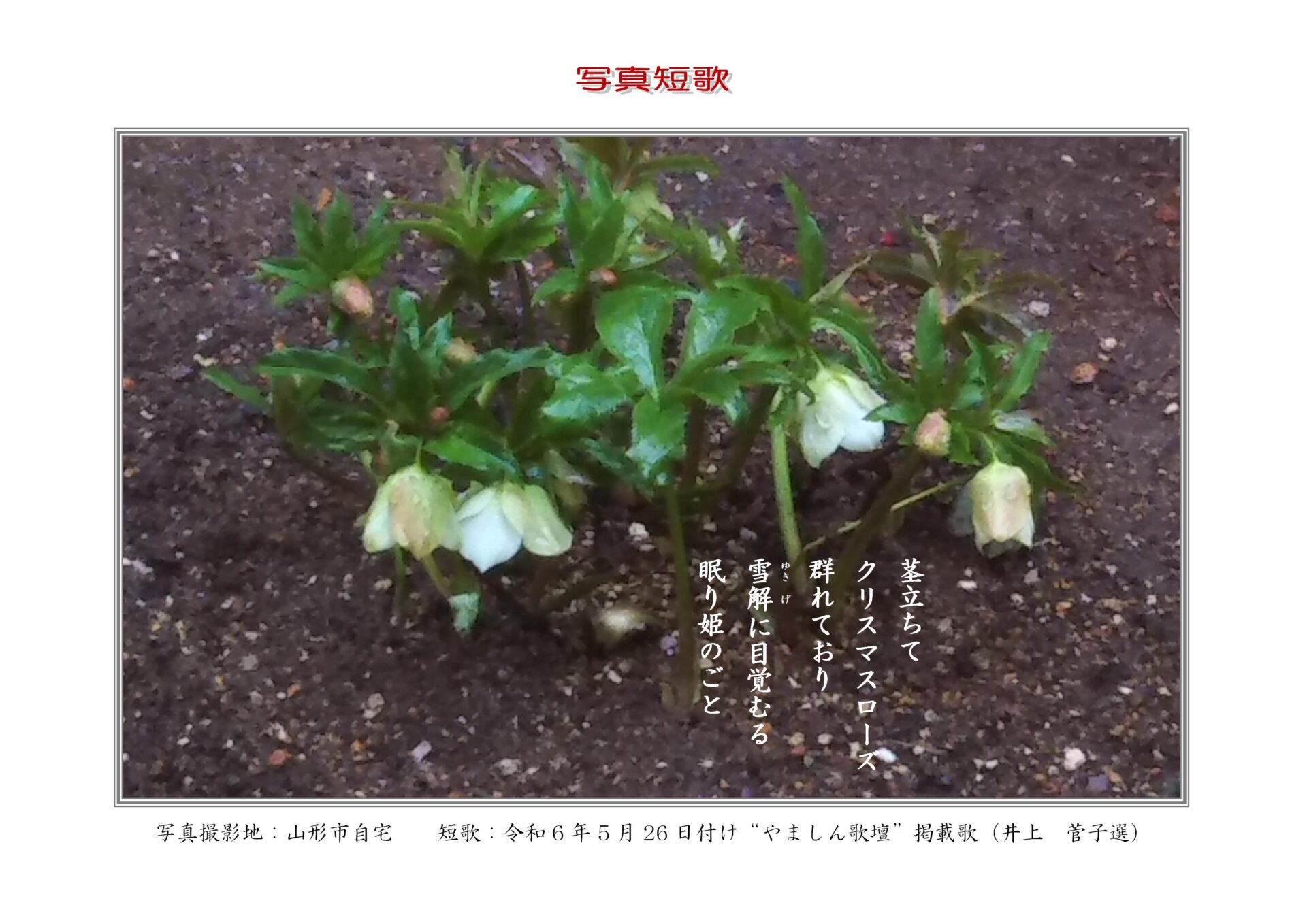 茎立ちてクリスマスローズ群れており雪解（ゆきげ）に目覚むる眠り姫のごと