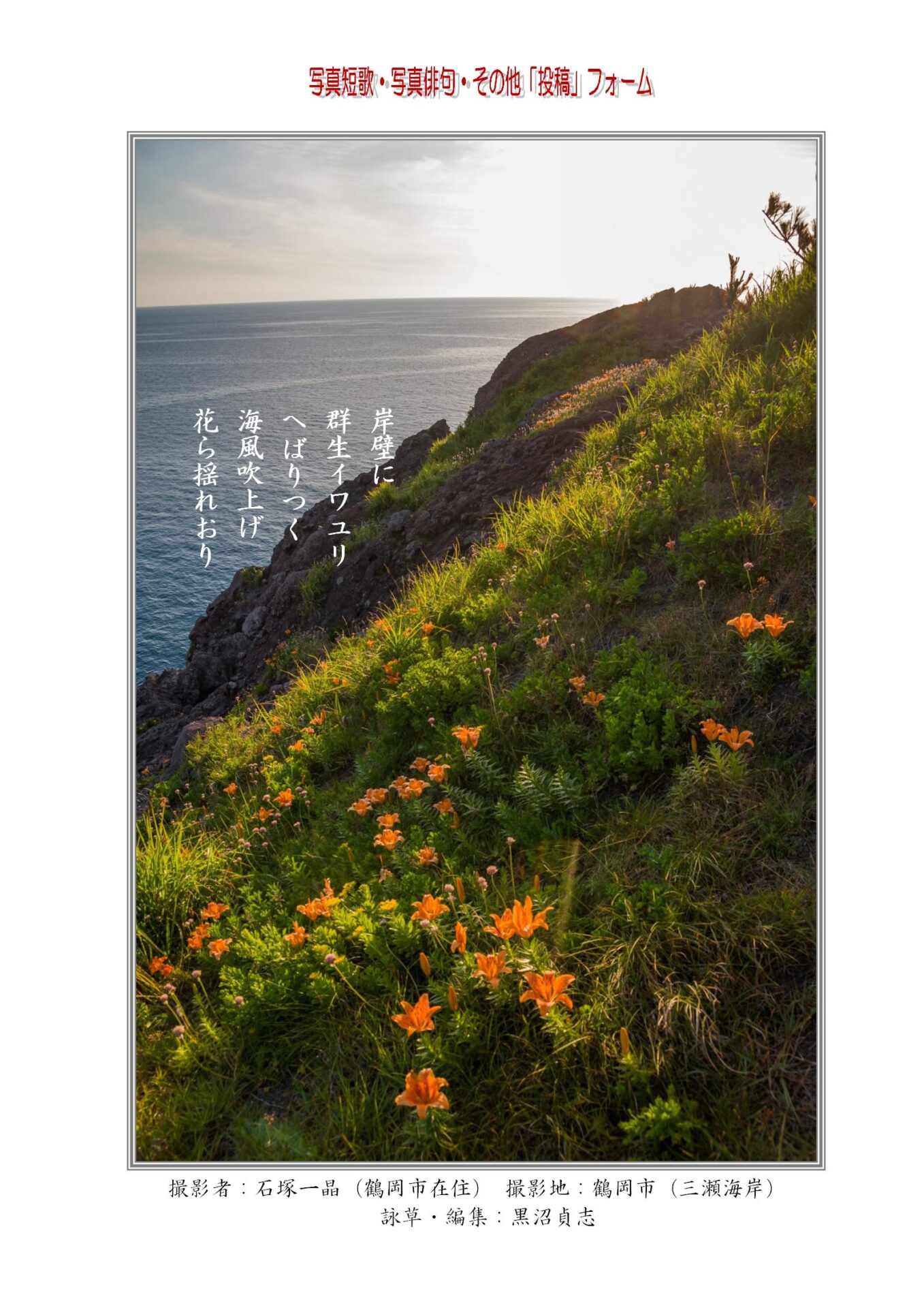 岸壁に群生イワユリへばりつく海風吹上げ花ら揺れおり