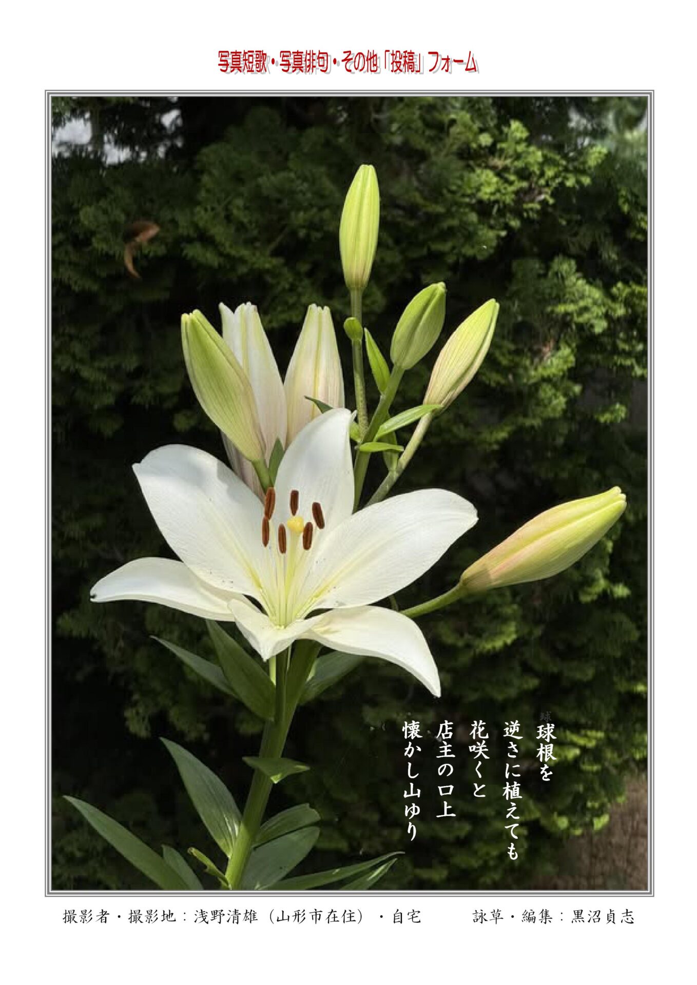 球根を逆さに植えても花咲くと店主の口上懐かし山ゆり