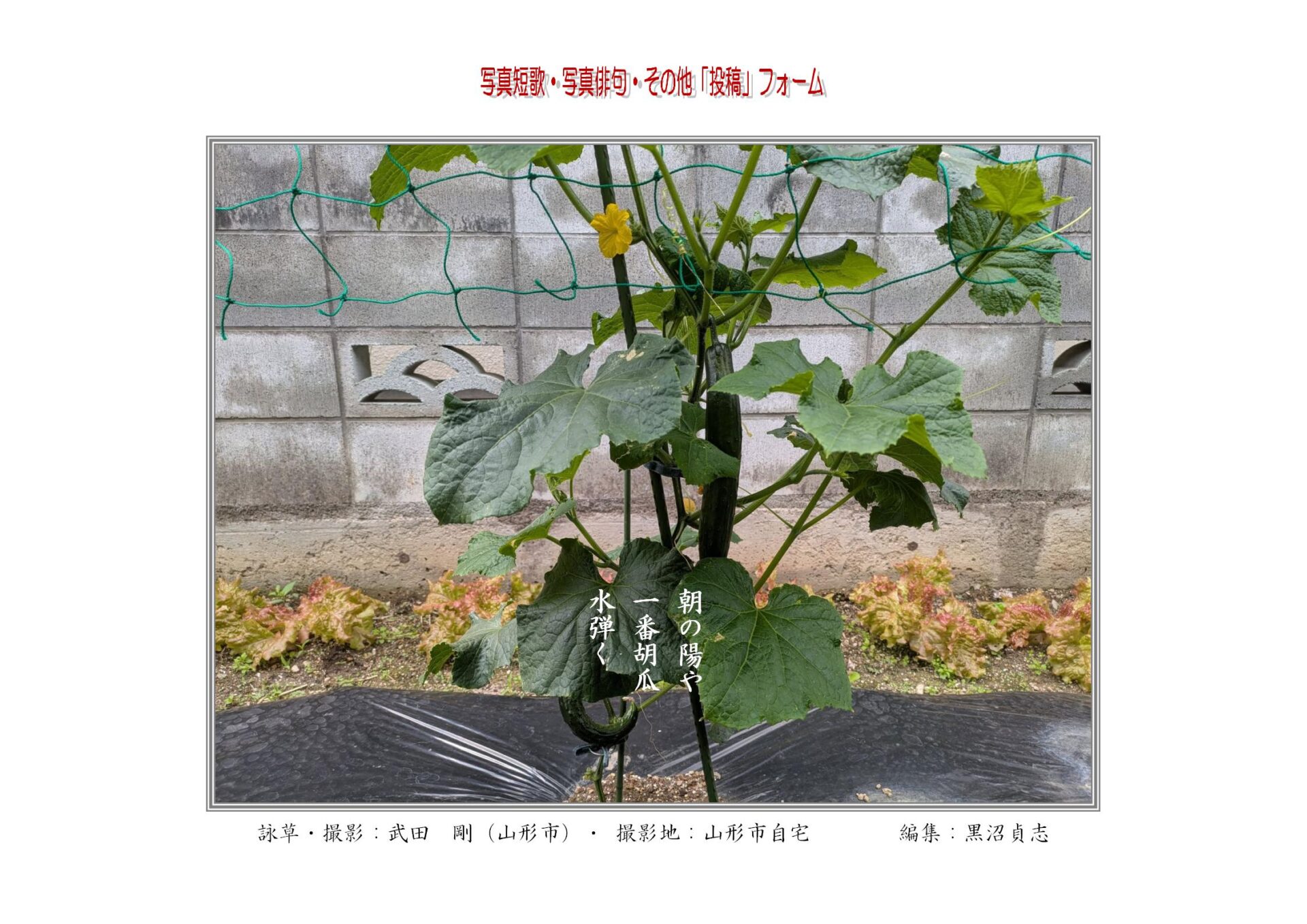 朝の陽や　一番胡瓜　水弾く