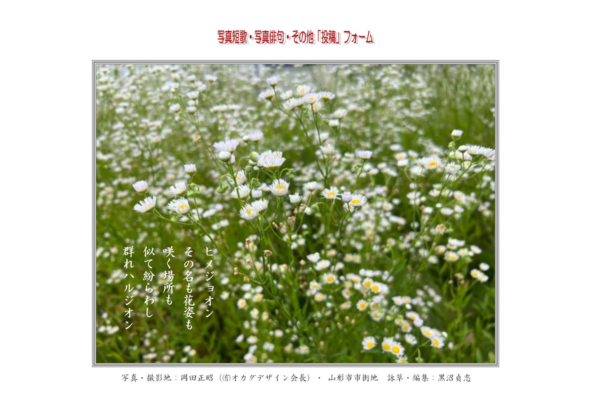 ヒメジョオンその名も花姿も咲く場所も似て紛らわし群れハルジオン