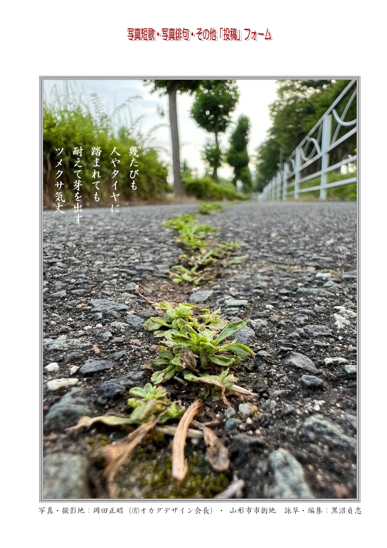 幾たびも人やタイヤに踏まれても耐えて芽を出すツメクサ気丈