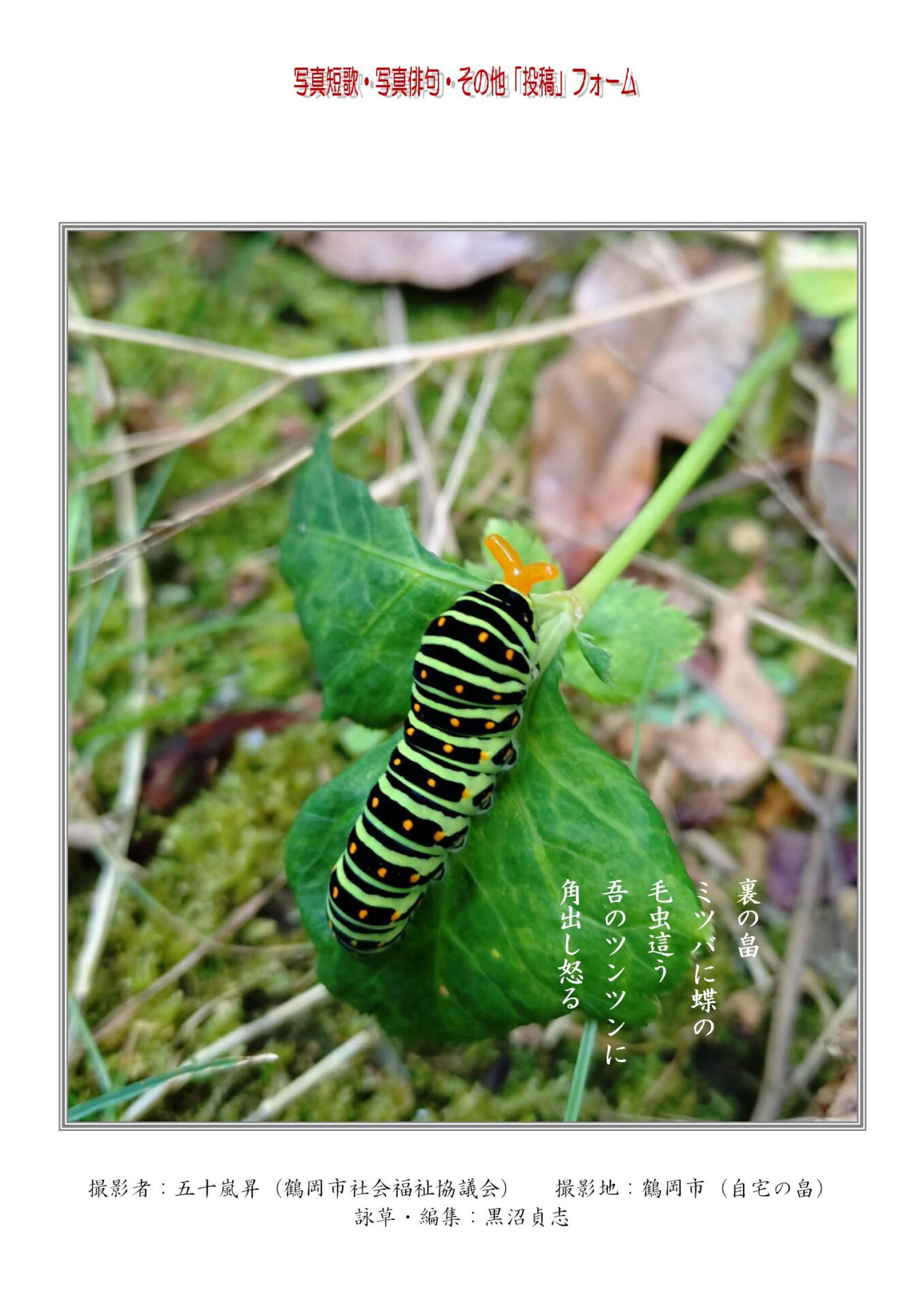 裏の畠ミツバに蝶の毛虫這う吾のツンツンに角出し怒る