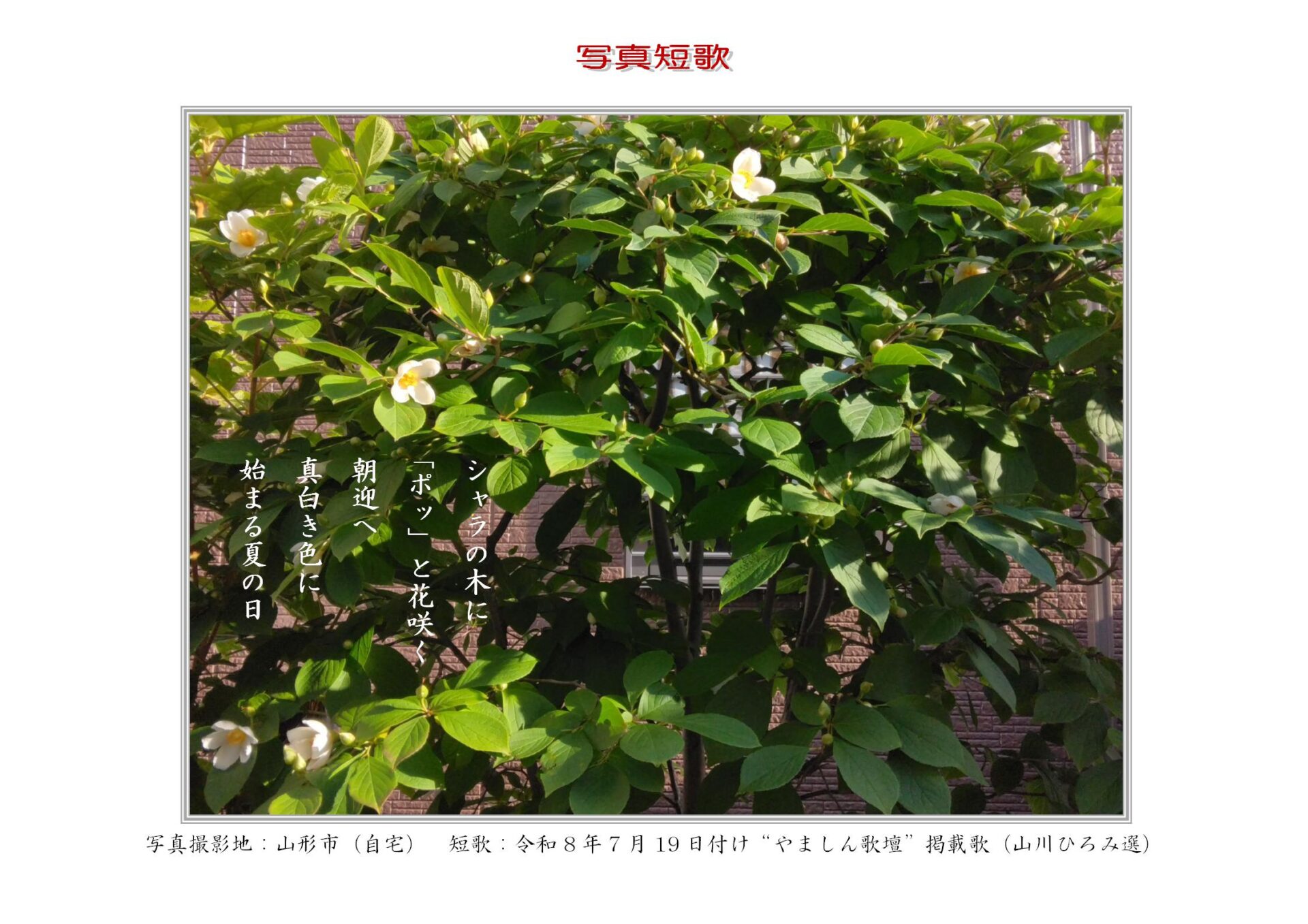 シャラの木に「ポッ」と花咲く朝迎へ真白き色に始まる夏の日