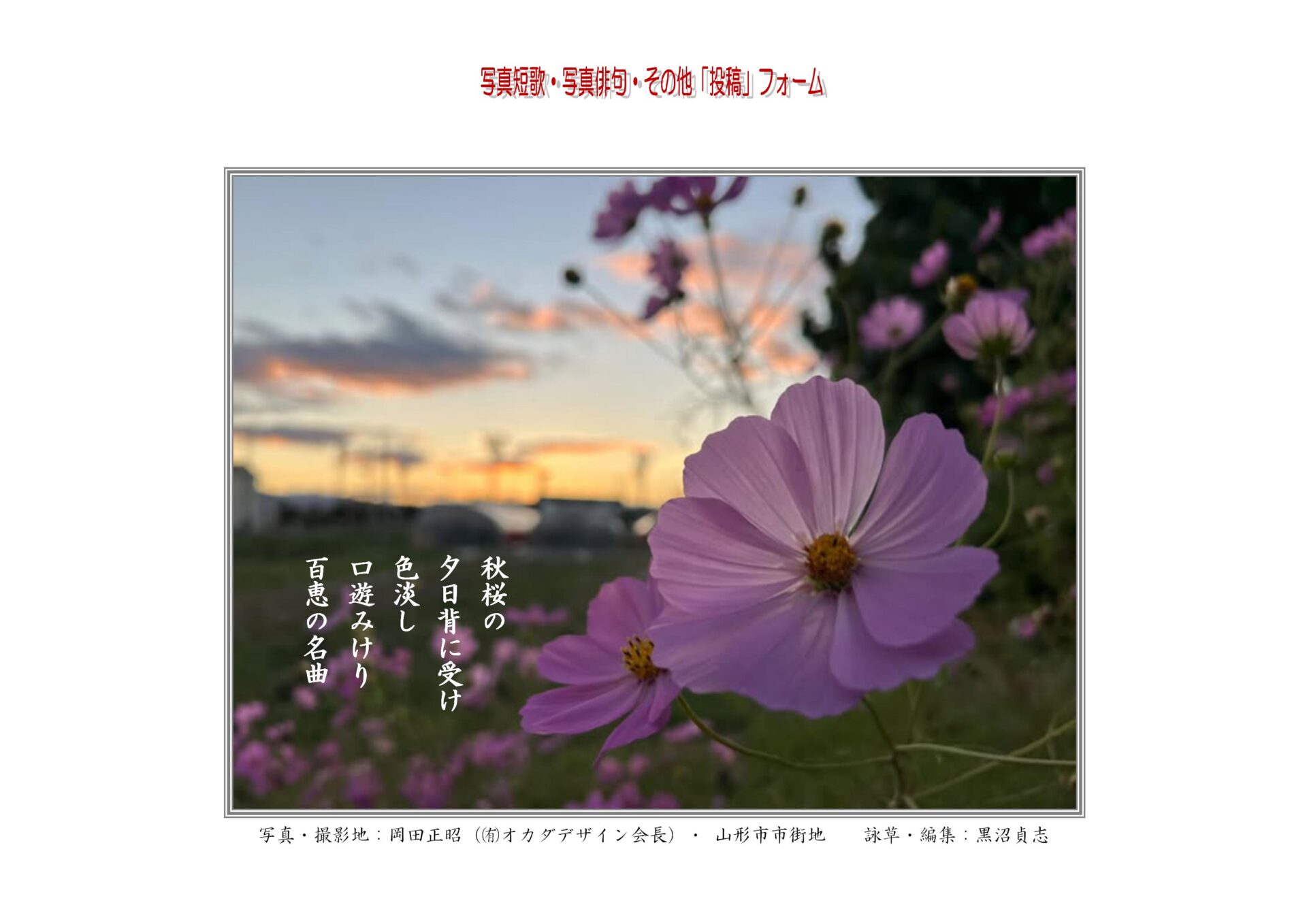 秋桜の夕日を背に受け色淡し口遊みけり百恵の名曲